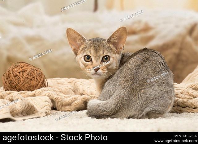 Abyssinian kitten indoors