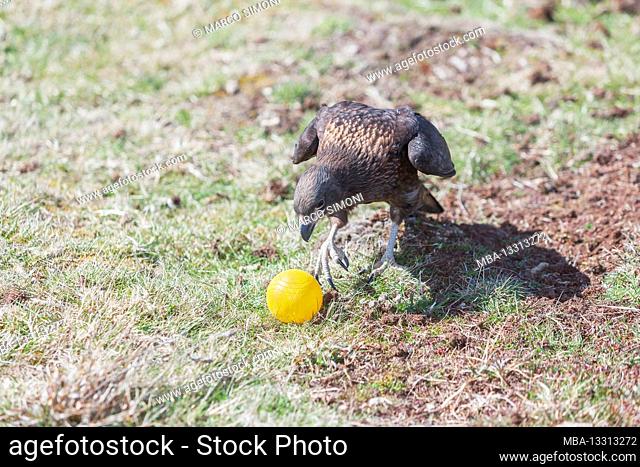 Striated Caracaras (Phalcoboenus australis) playing with golf ball, Sea Lion Island, Falkland Islands, South America
