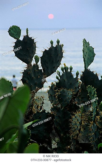 Giant cactus, Philippines