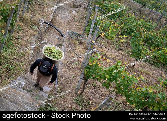 07 October 2021, Baden-Wuerttemberg, Vaihingen an der Enz: A vintner of the Lembergerland Kellerei Rosswag eG is carrying Riesling grapes in a vineyard in a...