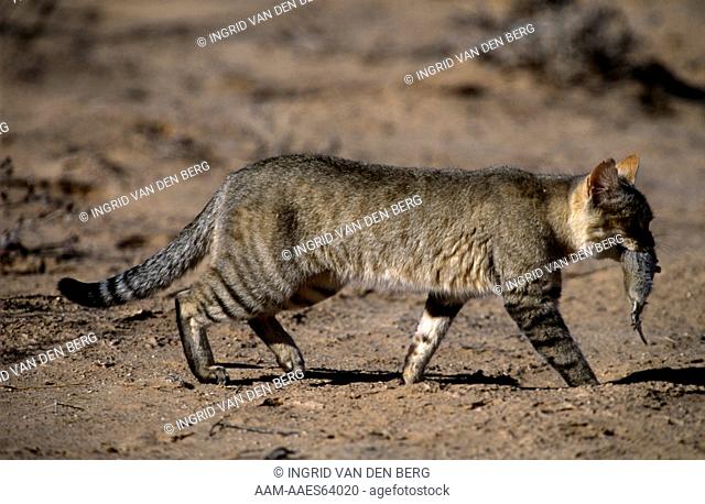 African Wild Cat (Felis sylvestris lybica.), Kgalagadi Transfrontier NP, S. Africa