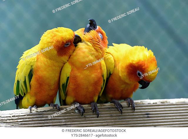 Parrots in Hallim Park, Jeju island, South Korea