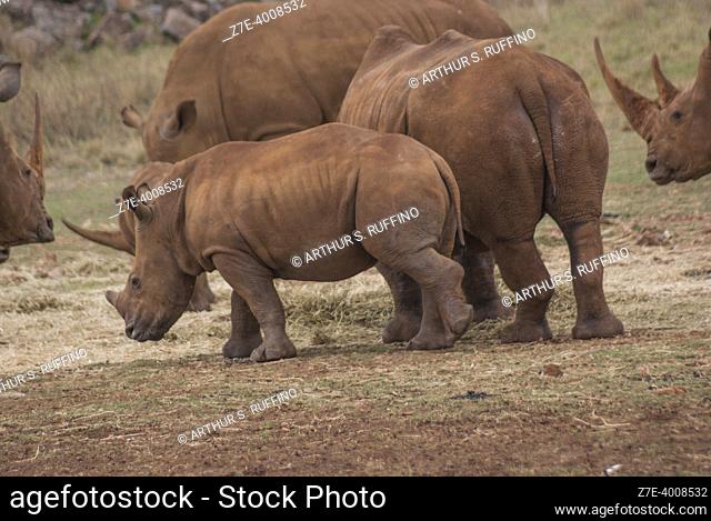 Herd of rhinocerous with calf grazing. The Rhino and Lion Nature Reserve, Johannesburg, South Africa, Africa