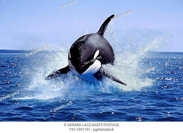 Killer Whale, orcinus orca, Adult Leaping, Canada