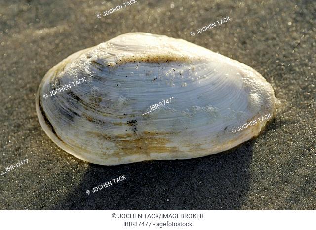 DEU, Germany, Amrum : Northsea island Amrum. Mya arenaria, shell