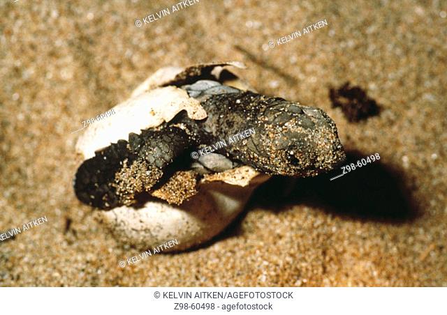 Loggerhead turtle (Caretta caretta) hatching from egg. Great Barrier Reef, Queensland, Australia