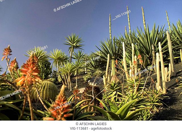 Cactus garden on Fuerteventura. - FUERTEVENTURA, FUERTEVENTURA, SPANIEN, 01/01/2005