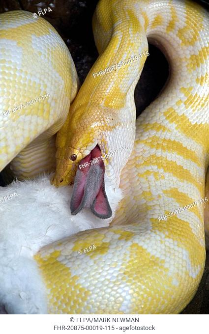 Reticulated Python Python reticulatus albino adult, feeding, swallowing prey, captive