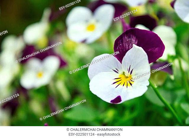 Field of pansy flowers