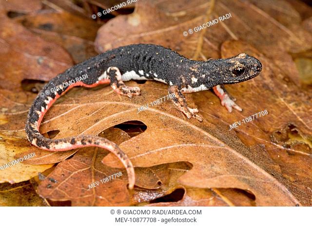 Spectacled Salamander - the only endemic genus of the italian herpetofauna (Salamandrina perspicillata). Italy