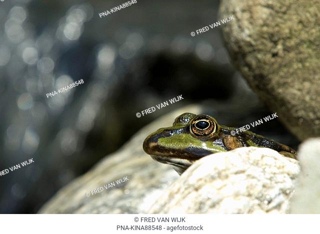 Common Frog Rana temporaria - Planken Wambuis, Oud Reemst, Ede, Veluwe, Guelders, The Netherlands, Holland, Europe