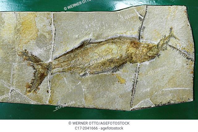 Germany, Bochum, Ruhr area, Westphalia, North Rhine-Westphalia, NRW, Tierpark and Fossilium Bochum, fossil of a predacious holostei holding an eaten bony fish...