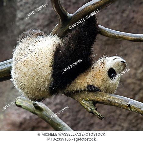 Young Giant Panda hanging upside down using a branch for support