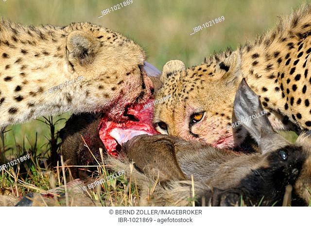 Cheetah (Acinonyx jubatus) with prey, Wildebeest (Connochaetes taurinus albojubatus), young animal, Masai Mara, national park, Kenya, East Africa