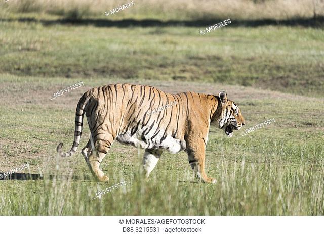 South Africa, Private reserve, Asian (Bengal) Tiger (Panthera tigris tigris), walking