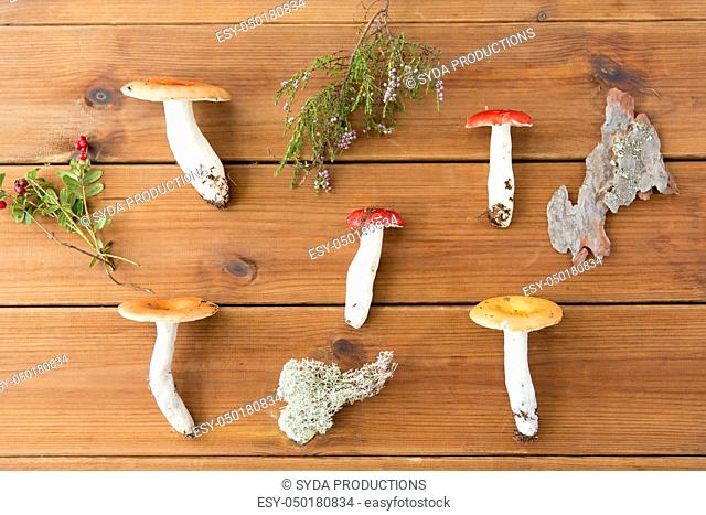 russule mushrooms on wooden background