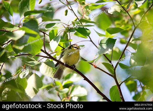 Young Blue tit sits on branch of birch, summer scenery