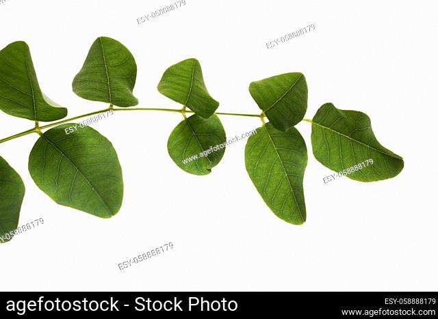 Close up view of a branch of green leaves from a tree isolated on a white background