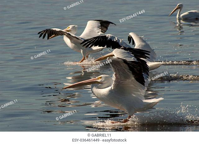 American white pelicans landing on the Salton sea