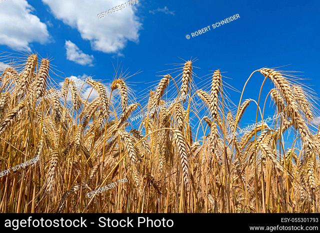 Ripe rye ears against the blue sky with few clouds in closeup