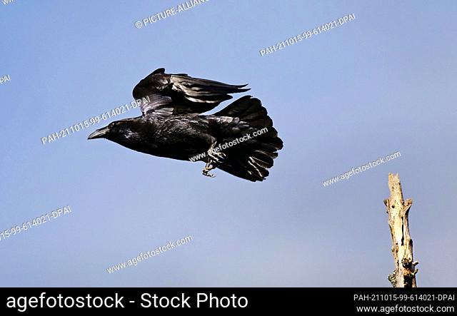 11 October 2021, Brandenburg, Schorfheide: 11.10.2021, Schorfheide. A common raven (Corvus corax) flies off the bare top of a dead tree in Schorfheide Wildlife...