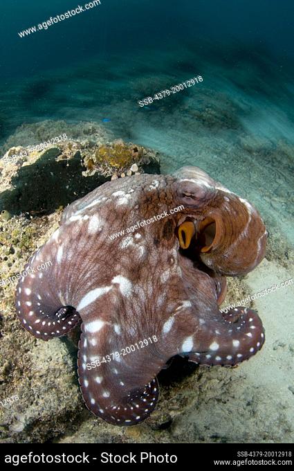 Day octopus, Octopus cyanea, Crawling along the reef, Kapalai, Sabah, Borneo, Malaysia