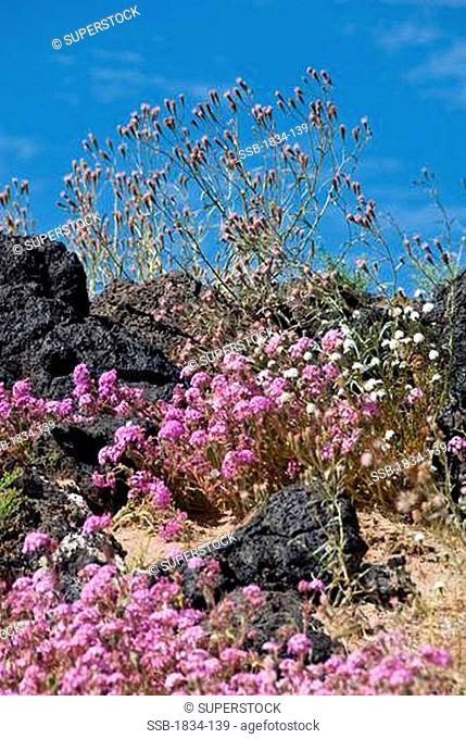 Mojave Sand Verbena Abronia pogonantha flowers on volcanic rocks, Amboy Crater National Natural Landmark, California, USA