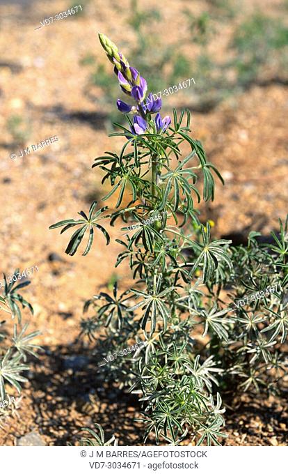 Blue lupin or narrowleaf lupin (Lupinus angustifolius) is an annual herb native to Europe, north Africa and Asia. This photo was taken in Arribes del Duero...