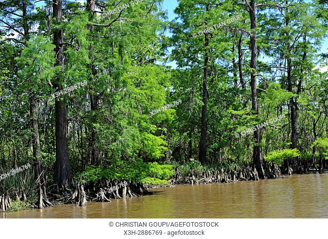 cypress-lined backwater channel of Neches River, Beaumont, Texas, United States of America, North America