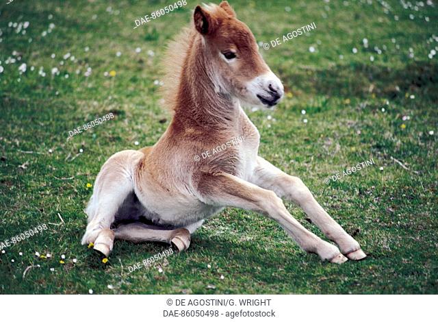 Shetland pony colt (Equus caballus), Equids, Unst, Shetland Isles, Scotland, United Kingdom