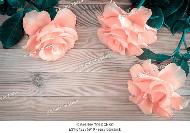 On a light wooden rustic background luxurious pink roses with delicate petals. Top view, copy space