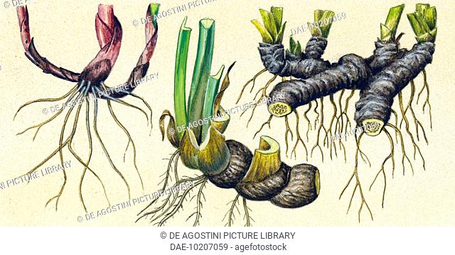 Rhizomes of lily of the valley (Convallaria majalis), iris and sweet flag (Acorus), drawing