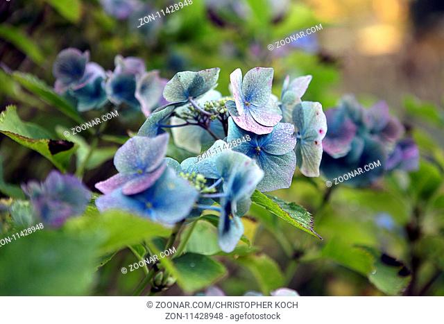 Blaue Blume im Garten, 2017