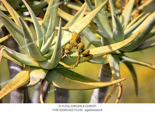 Kokerboom Aloe dichotoma close-up of fruit, Karoo Desert National Botanical Garden, Worcester, Western Cape, South Africa
