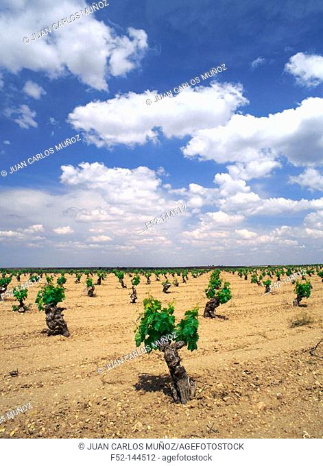 Vineyards in Villacañas. Toledo province. Castilla-La Mancha, Spain