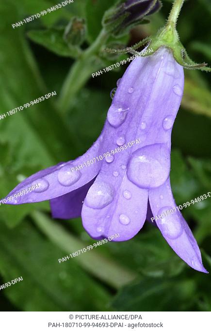 10 July 2018, Germany, Stralsund: Raindrops can be seen on a blossom of a bellflower in a garden. The extreme weather conditions have had considerable effects...