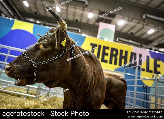 19 January 2023, Berlin: A cow of the Red Highland Cattle breed stands in the animal hall one day before the start of the International Green Week