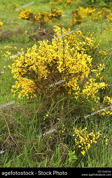 Spiny broom or thorny broom (Calicotome spinosa) is a shrub native to Mediterranean basin. This photo was taken in Burgos province, Castilla y Leon, Spain