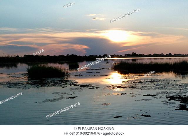 View of wetland habitat at dusk, Okavango Delta, Botswana