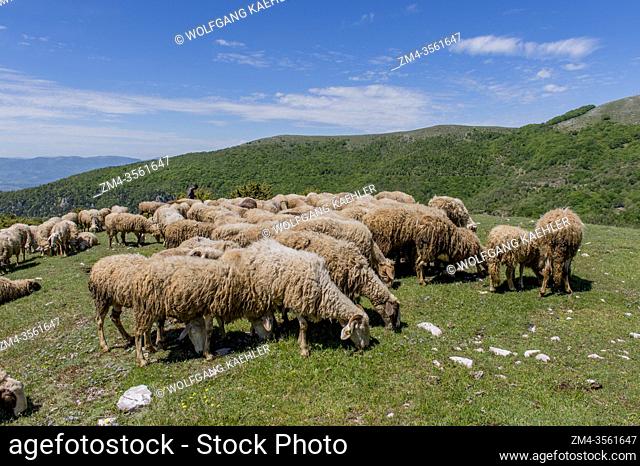 A shepherd or sheepherder with sheep near Pettino, a small village in the mountains near Campello sul Clitunno in the Province of Perugia, Umbria, central Italy