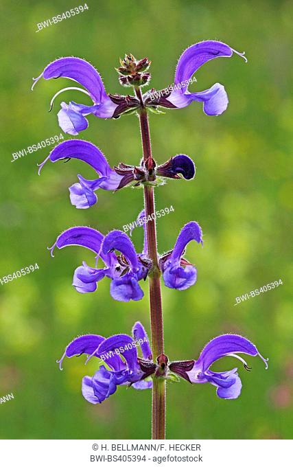meadow clary, meadow sage (Salvia pratensis), infloresacence, Germany