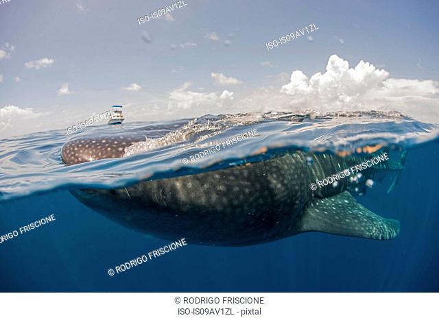 Whale shark feeding on the water surface, boat on horizon, Isla Mujeres, Mexico