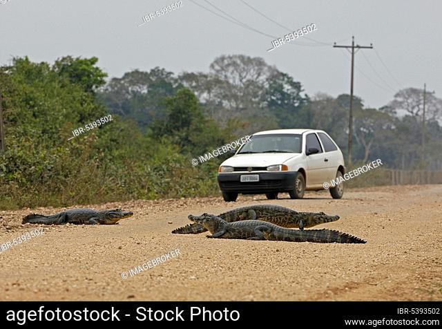 Paraguayan caimans on the street (Caiman crocodilus yacare), Brazil, South America