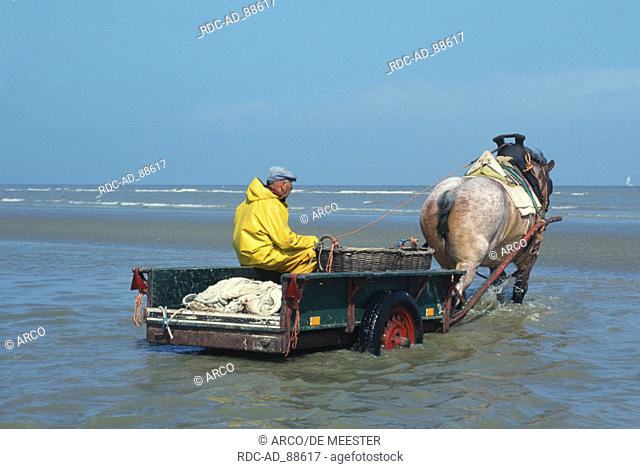 Fisherman with horse cart at beach shrimps fishing Oostduinkerke Belgium