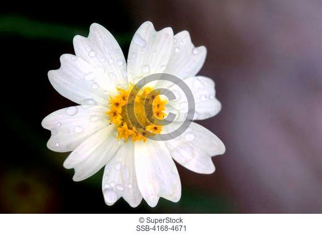 USA, Texas, Austin, National Wildflower Research Center, Close-up of Black-Foot Daisies