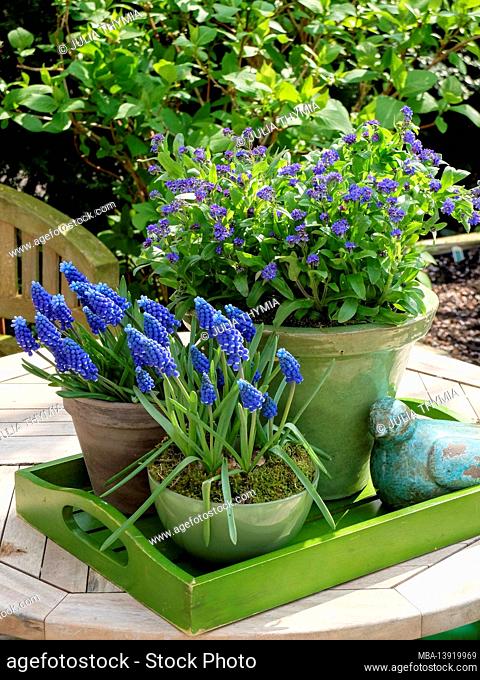 Muscari (grape hyacinth) and forget-me-not (myosotis) in the pot on the tray
