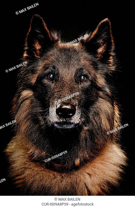 Studio portrait of alsatian dog