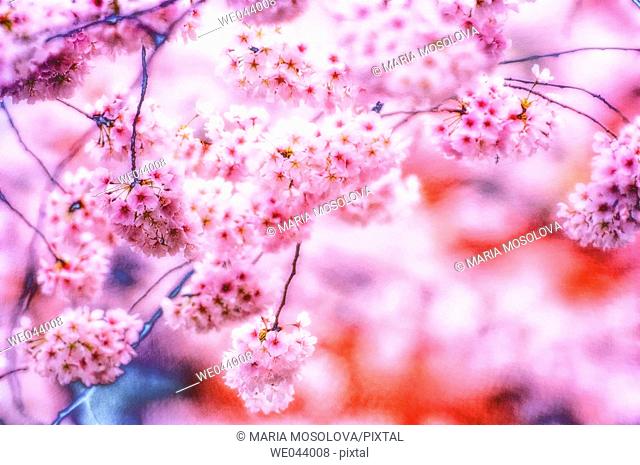 Cherry Blossom. Prunus serrulata, cherry. April. Maryland, USA