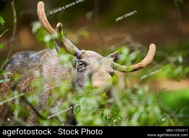 European moose (Alces alces alces), bull, edge of the forest, frontal, standing, looking at camera