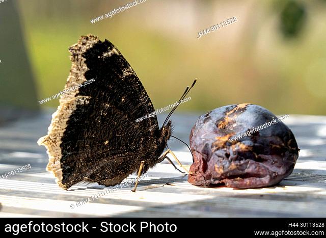 Der Trauermantel (Nymphalis antiopa) ist ein Schmetterling (Tagfalter) aus der Familie der Edelfalter (Nymphalidae). Das Artepitheton leitet sich von einem...